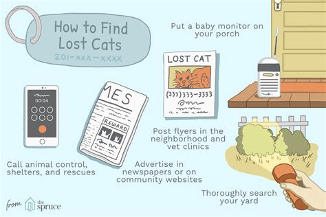 what are the chances of finding a lost cat|10 Ways to Find Your Lost Cat .